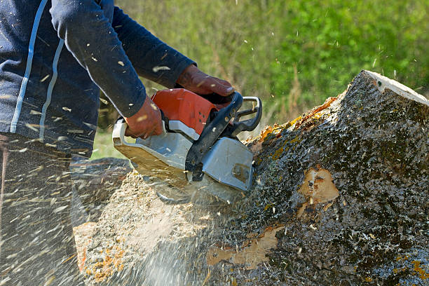 Professional Tree Services in Richland, GA